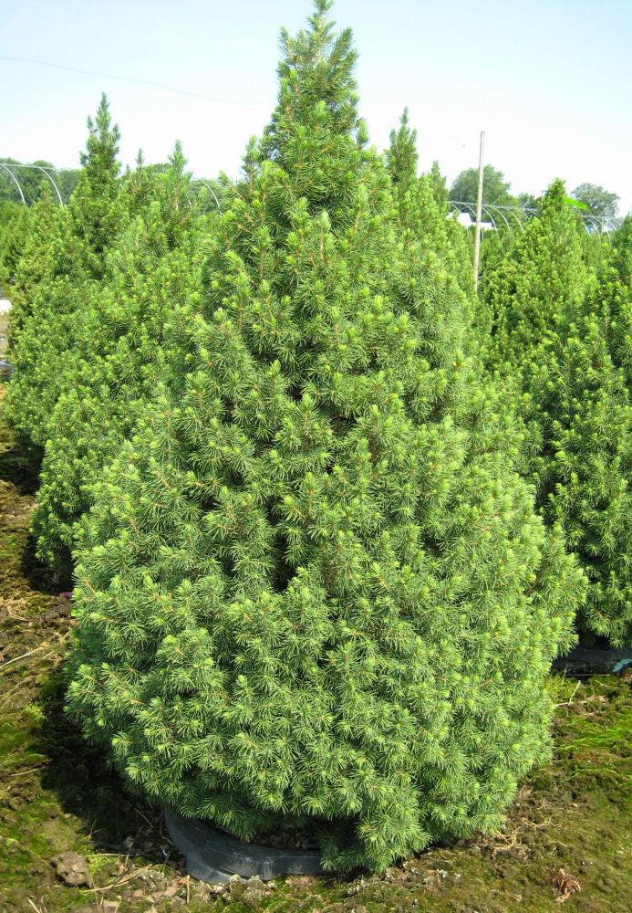 Dwarf Alberta Spruce (Picea glauca 'Conica') - 1 gallon 12" -Ship Only