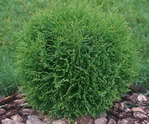 Hetz Midget Globe Arborvitae (Thuja occidentalis 'Hetz Midget') - 3 gallon 10-12" -Ship Only