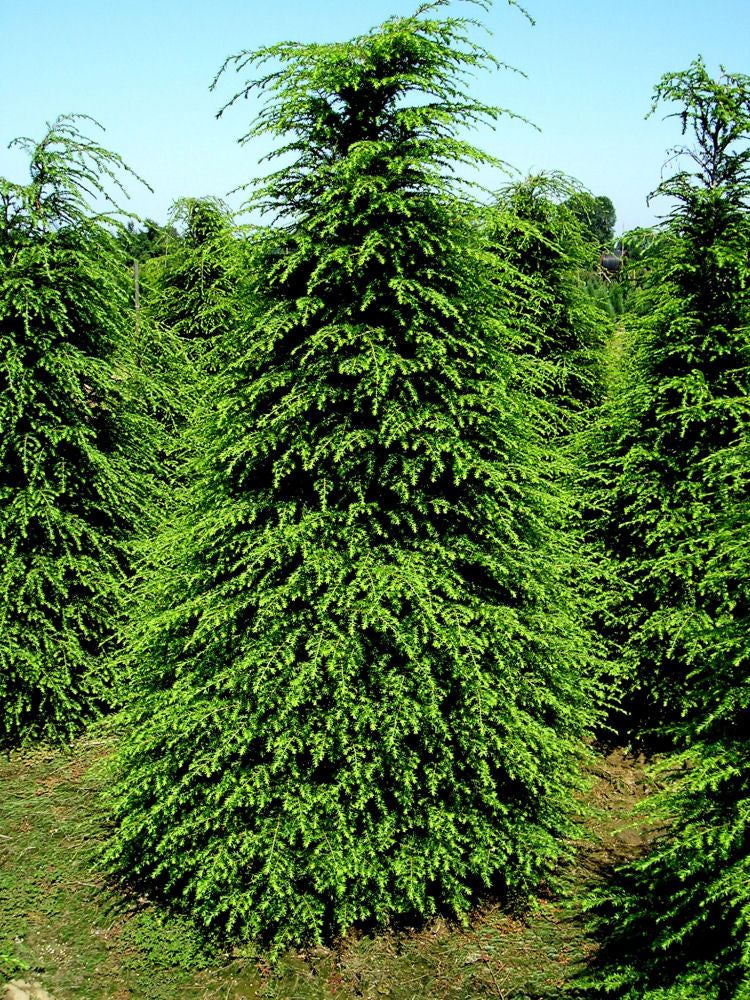 Canadian Hemlock (Tsuga canadensis) - 1 gallon 8-10" -Ship Only
