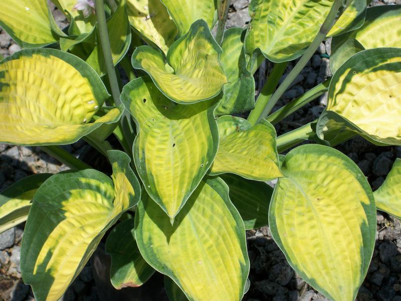 Paul’s Glory Plantain Lily (Hosta pauls 'Glory') - 1 gallon -Ship Only