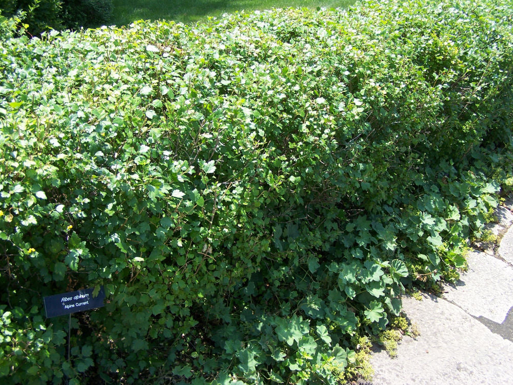 Alpine Currant (Ribes alpinum) - 2 gallon -Ship Only