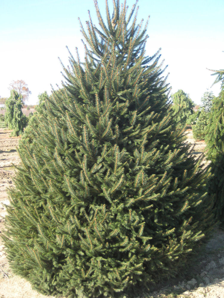 Norway Spruce (Picea abies) - 2 gallon 18" -Ship Only