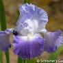 Clarence Bearded Iris (Iris germanica 'Clarence') - 1 gallon -Ship Only