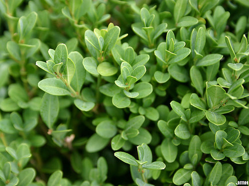 Green Gem Boxwood (Buxus microphylla 'Green Gem') - 1 gallon 8" -Ship Only
