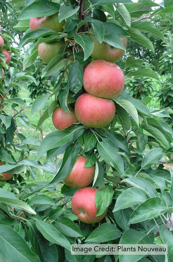 Fruit Snacks™ Blushing Delight™ Apple (Malus Fruit Snacks Blushing Delight Malus 'A68-173') - 2 gallon -Ship Only
