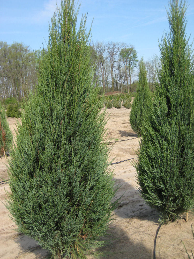 Skyrocket Juniper (Juniperus scopulorum 'Skyrocket') - 1 gallon 8" -Ship Only