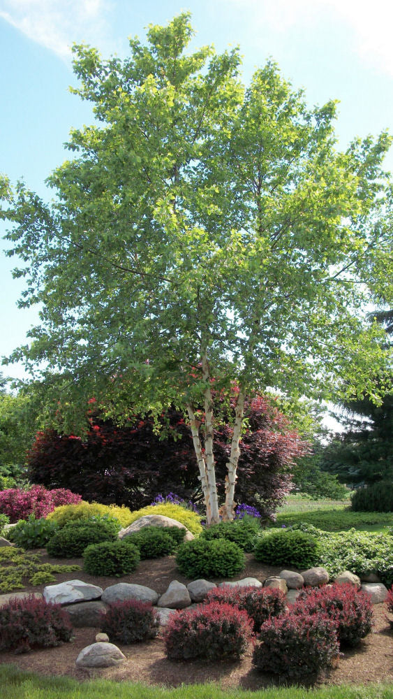 Heritage River Birch (Betula nigra 'Cully') - 3 gallon 36" -Ship Only