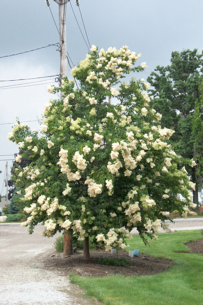 Ivory Silk Japanese Tree Lilac (Syringa reticulata 'Ivory Silk') - 3 gallon 48" -Ship Only