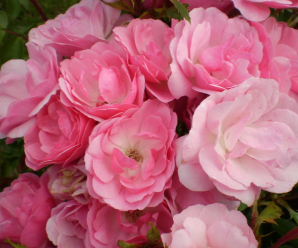 Pinktopia Rose (Rosa E.E 'Pinktopia') - 2 gallon -Ship Only