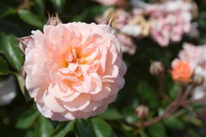 Apricot Drift® Rose (Rosa 'Drift Meimirrote') - QT -Ship Only