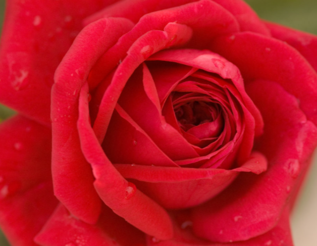 Kashmir Rose (Rosa E.E 'Kashmir') - 2 gallon -Ship Only