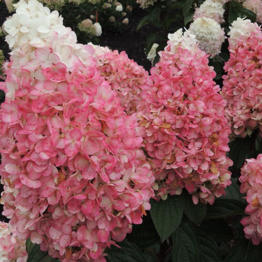 Magical® Ruby Snow Hydrangea (Hydrangea 'P Ruby Snow') - 1 gallon -Ship Only