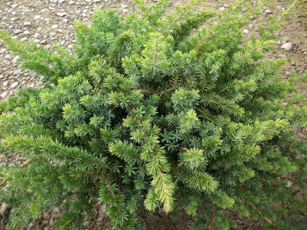 Blue Shore Juniper (Juniperus conferta 'Blue Pacific') - 1 gallon -Ship Only