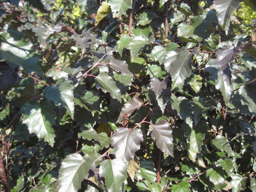 Royal Frost® Birch (Betula x 'Royal Frost') - 3 gallon 48" -Ship Only
