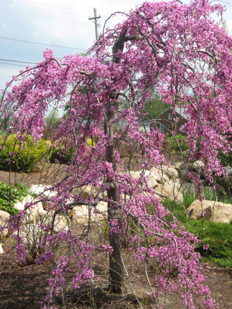 Lavender Twist™ Weeping Redbud (Cercis canadensis 'Covey') - 3 gallon -Ship Only
