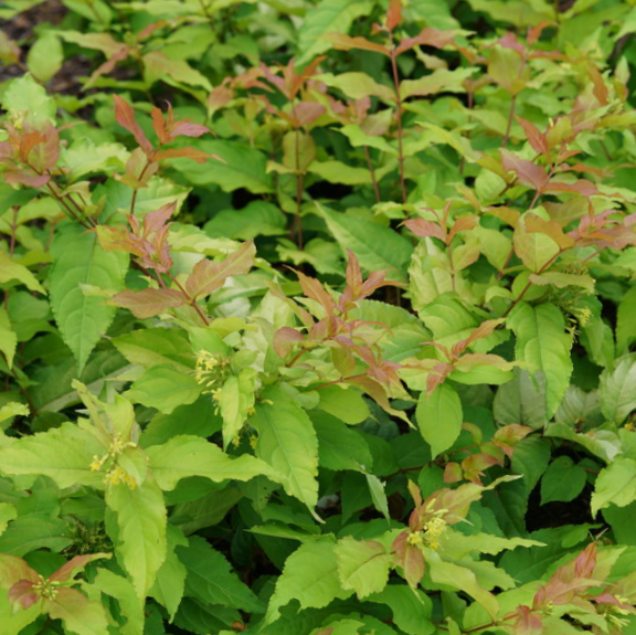 Kodiak Fresh® Honeysuckle (Diervilla sessilifolia 'Kodiak Fresh') - 1 gallon -Ship Only