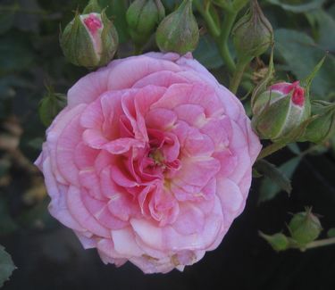 Sweet Drift® Rose (Rosa 'Drift Meiswetdom') - QT -Ship Only