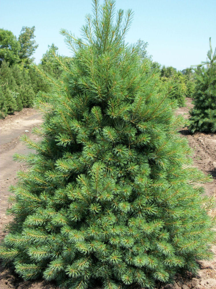Eastern White Pine (Pinus strobus) - 1 gallon 12" -Ship Only