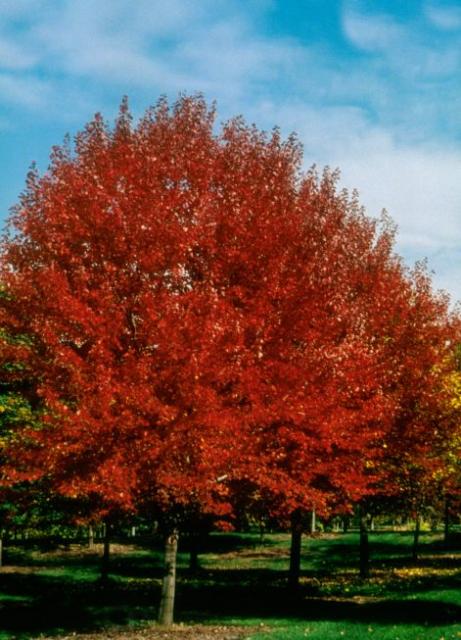 Brandywine Red Maple (Acer rubrum 'Brandywine') - 3 gallon 60" -Ship Only
