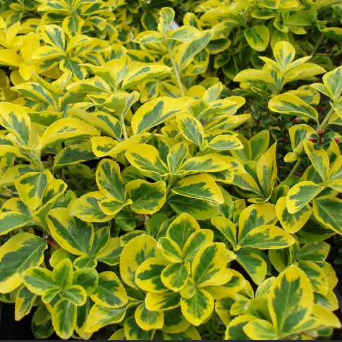 Emerald ‘n Gold Wintercreeper (Euonymus fortunei 'Emerald N Gold') - 2 gallon 10" -Ship Only