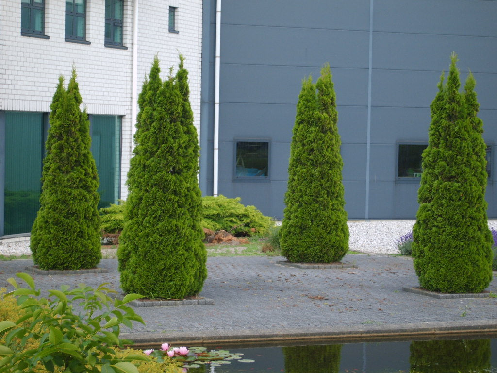 Emerald Green Arborvitae (Thuja occidentalis 'Smaragd') - QUART -Ship Only
