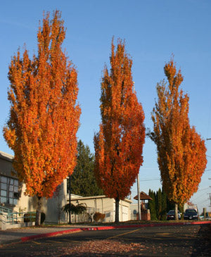 Armstrong Red Maple (Acer rubrum 'Armstrong') - 3 gallon 36-48" -Ship Only