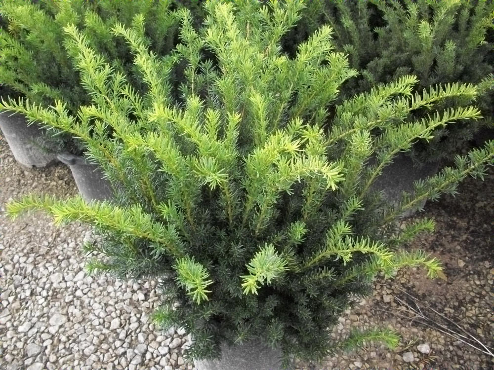Densiformis Yew (Taxus x media 'Densiformis') - 1 gallon -Ship Only