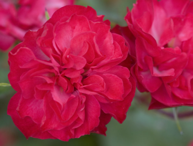 Mystic Fairy® Rose (Rosa E.E 'Mystic Fairy') - 2 gallon -Ship Only