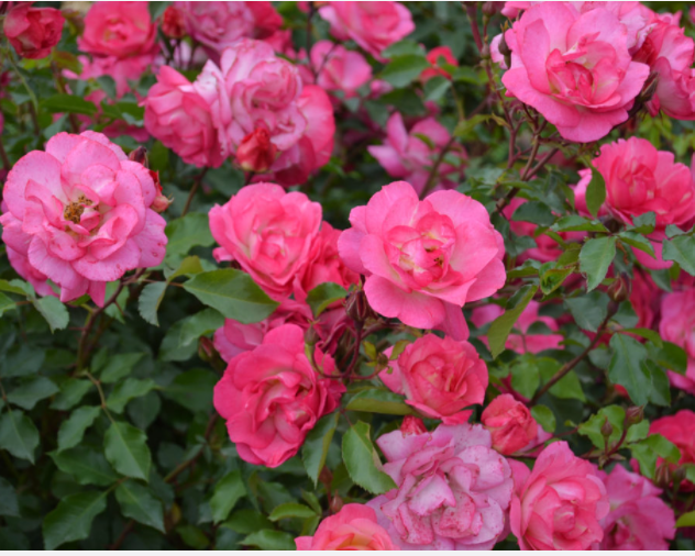 Sunrise Sunset Rose (Rosa E.E 'Sunrise Sunset') - 2 gallon -Ship Only