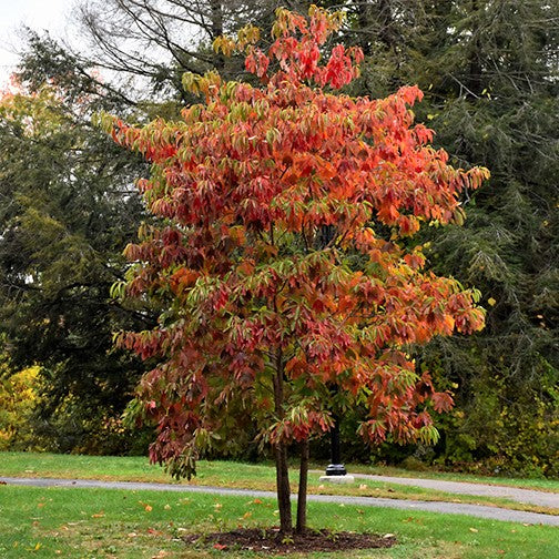 Sassafras (Sassafras albidum) - 3 gallon -Ship Only