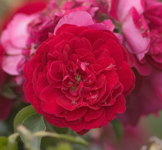 Paint the Town Rose (Rosa E.E 'Paint The Town') - 2 gallon -Ship Only