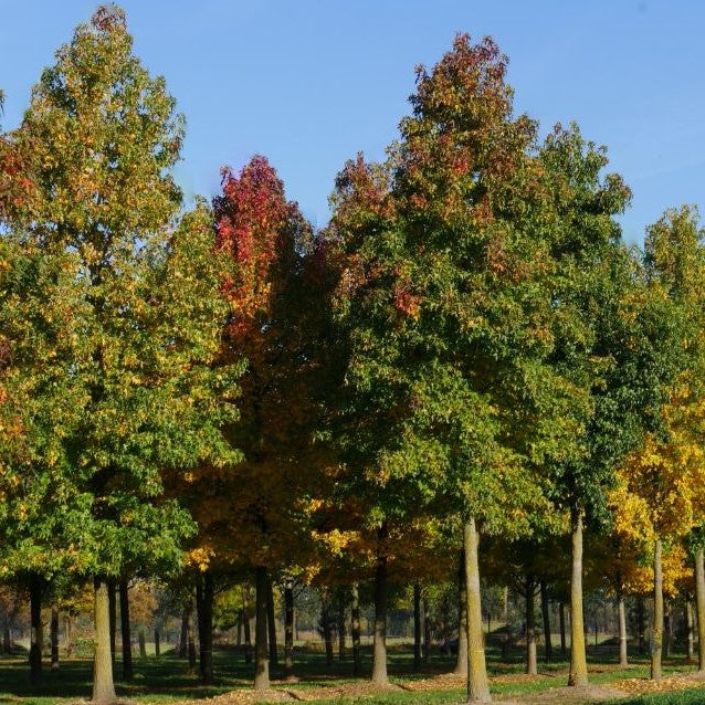 Sweet Gum (Liquidambar styraciflua) - 3 gallon -Ship Only