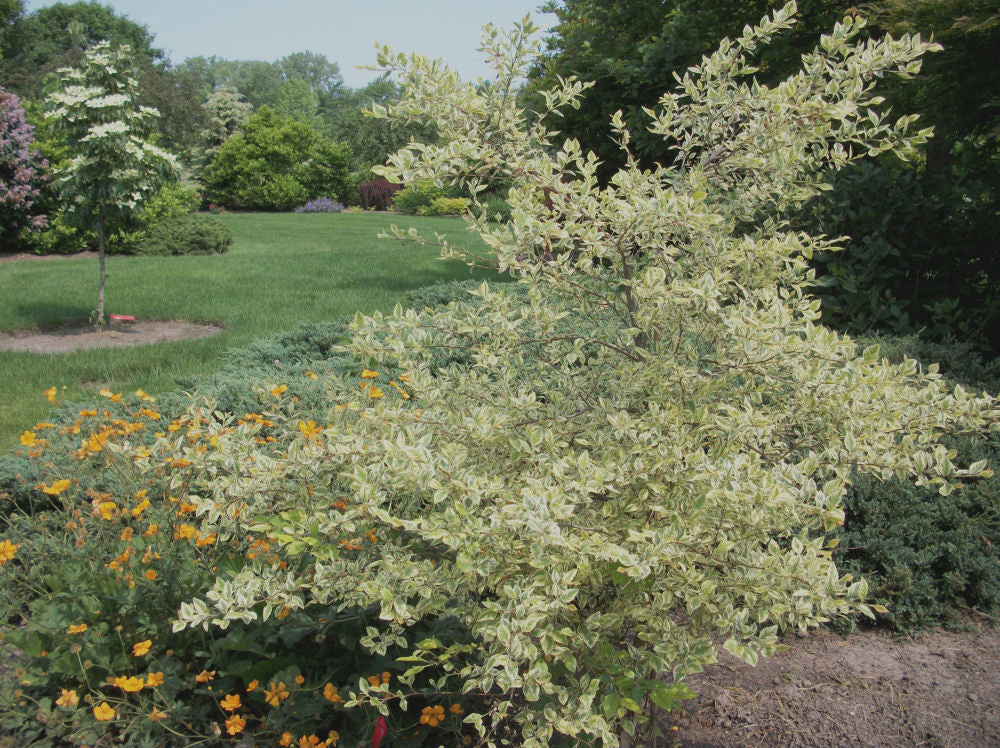 Shiloh Splash Variegated River Birch (Betula nigra 'Shiloh Splash') - 3 gallon 48" TREE -Ship Only