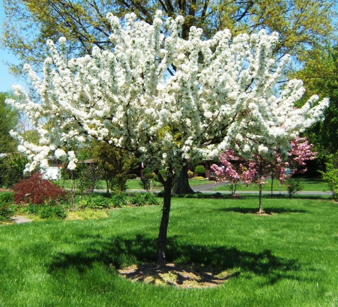 Redbud Crabapple (Malus x zumi 'Calocarpa') - 2 gallon TREE -Ship Only