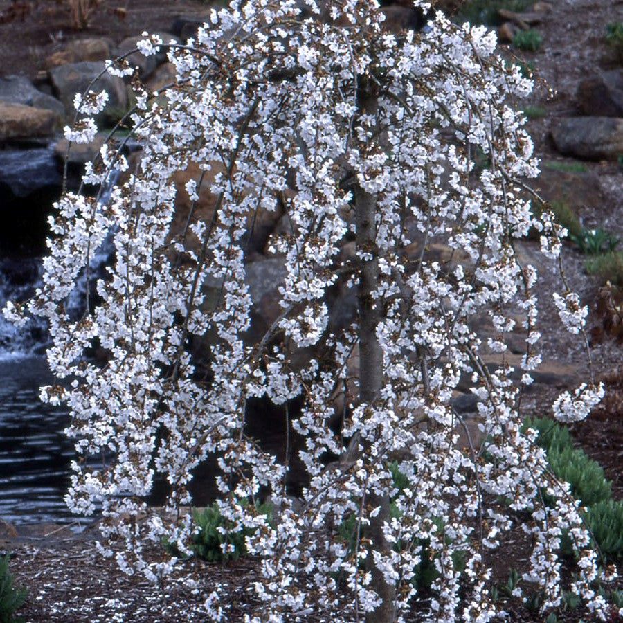 Snow Fountains® Weeping Cherry (Prunus x 'Snofozam') - 3 gallon 36" TREE -Ship Only