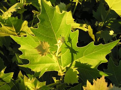 Exclamation!™ London Plane Tree (Platanus A 'Exclamation') - 3 gallon -Ship Only