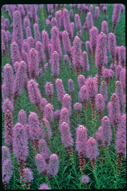 Gayfeather (Liatris kobold) - 1 gallon -Ship Only