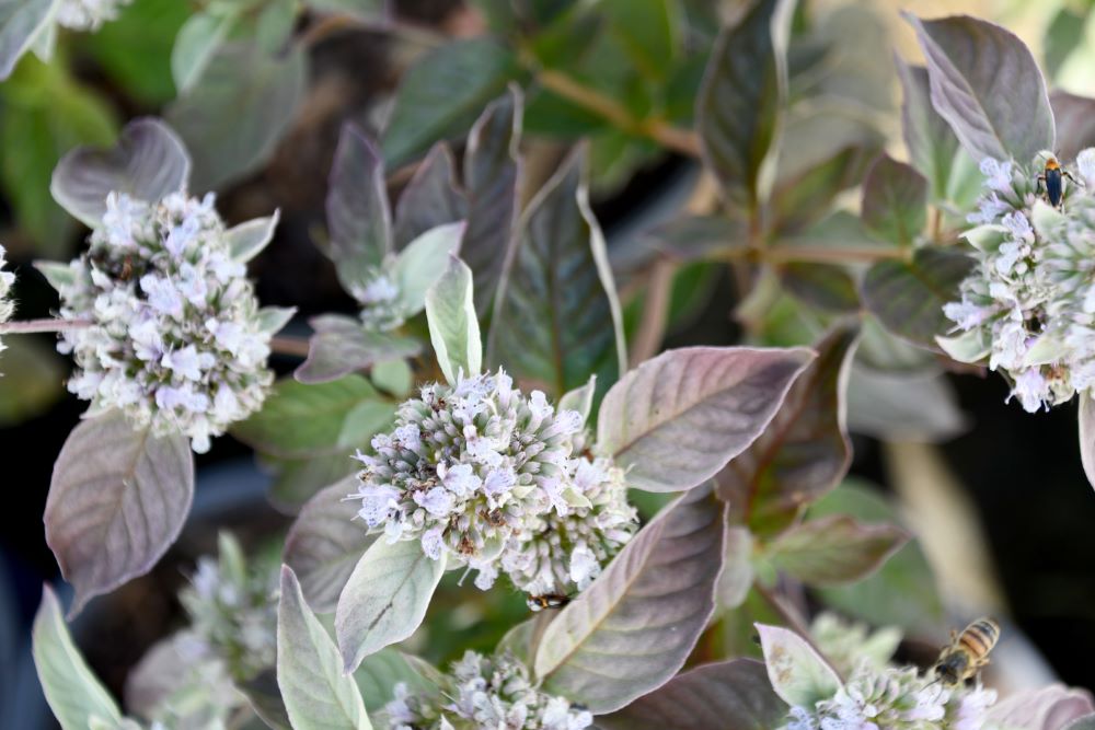 Smokey Mountain Mint (Pycnanthemum x 'Smokey Mountain Mint') - 1 gallon -Ship Only