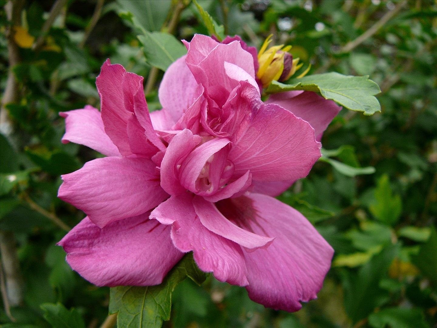 Lucy Rose of Sharon (Hibiscus syriacus 'Lucy') - 1 gallon -Ship Only