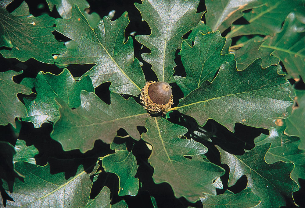 Bur Oak (Quercus macrocarpa) - 3 gallon 36-48" -Ship Only