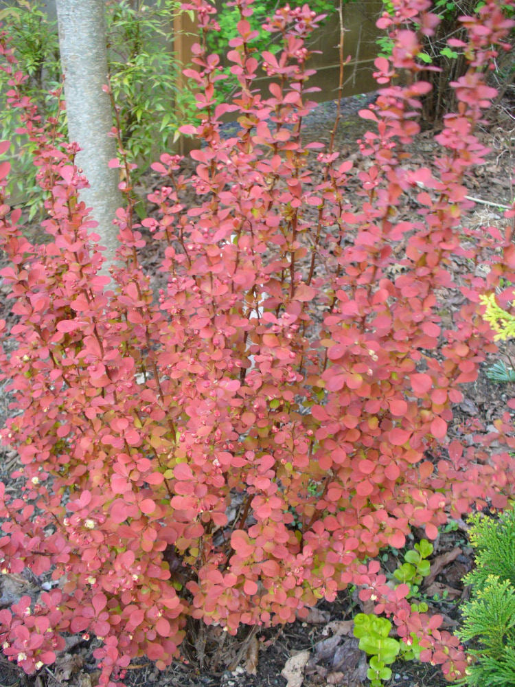 Orange Rocket Barberry (Berberis thunbergii 'Orange Rocket') - 1 gallon -Ship Only