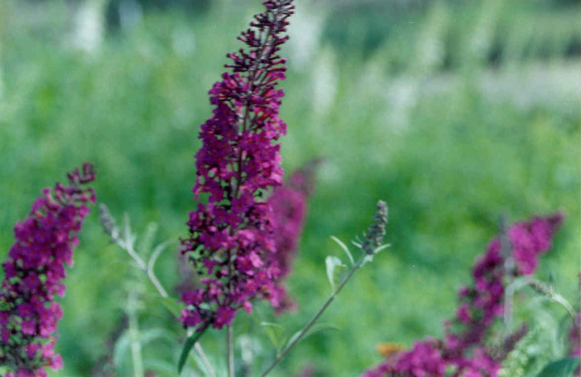 Black Knight Butterfly Bush (Buddleia davidii 'Black Night') - QT -Ship Only