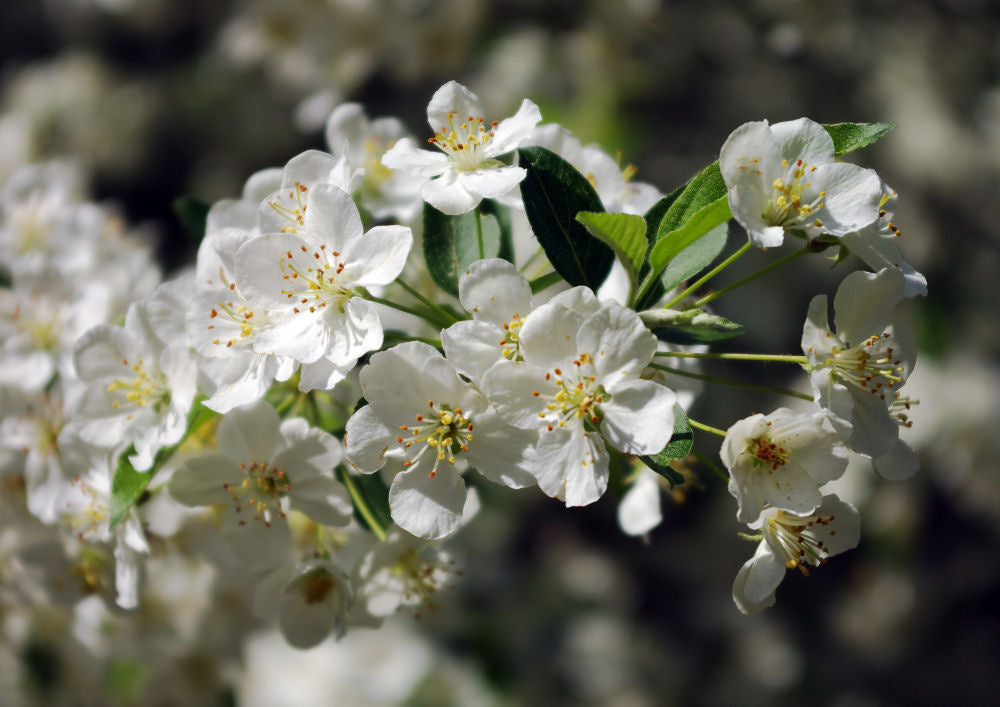 Sargent Crabapple (Malus sargentii) - 3 gallon 48" -Ship Only