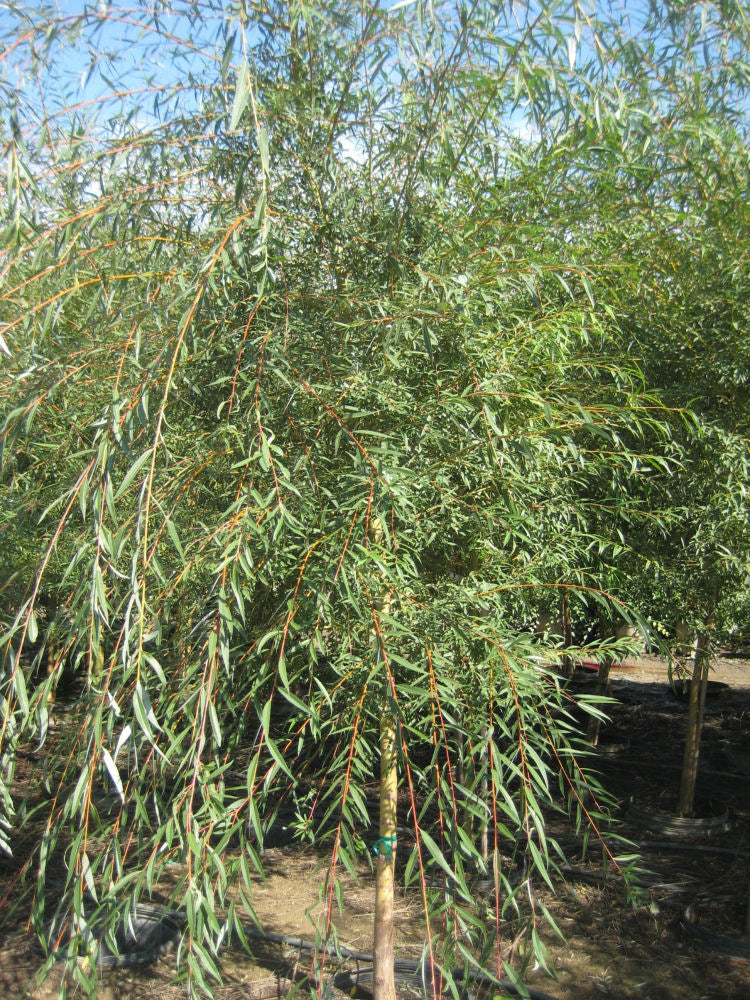 Weeping Golden Willow (Salix alba 'Tristis') - 3 gallon 48" TREE -Ship Only