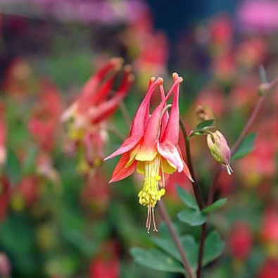 Little Lanterns Columbine (Aquilegia can. 'Little Lanterns') - 1 gallon -Ship Only