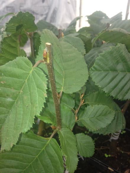 Lucas European Hornbeam (Carpinus betulus 'Lucas') - 3 gallon TREE -Ship Only