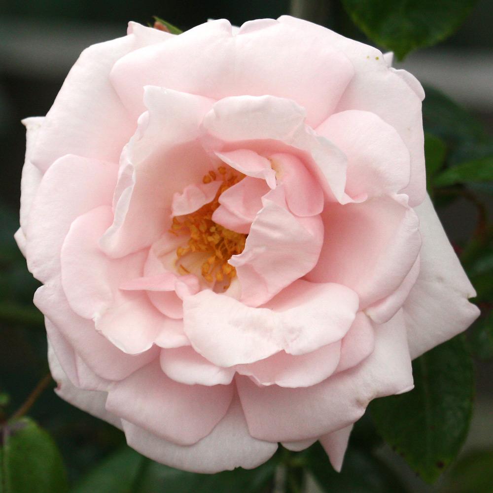 New Dawn Climbing Rose (Rosa CL 'New Dawn') - 1 gallon -Ship Only