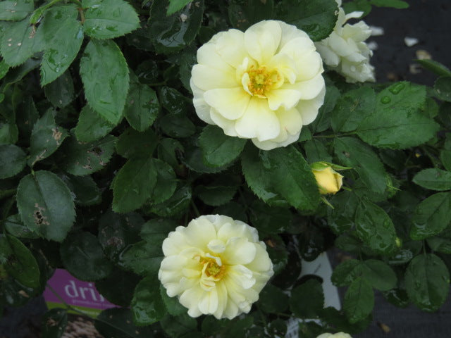 Popcorn Drift® Rose (Rosa 'Drift Popcorn') - QT -Ship Only