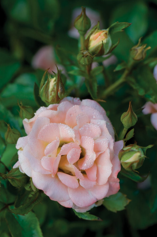 Peach Drift® Rose (Rosa 'Drift Meiggili') - QT -Ship Only
