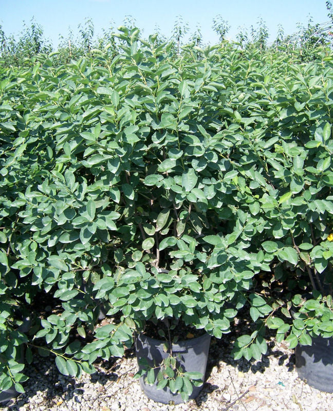 Autumn Brilliance® Serviceberry (Amelanchier x grandiflora 'Autumn Brilliance') - 3 gallon 3-4' TREE -Ship Only